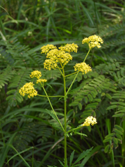 Patrinia scabiosifolia