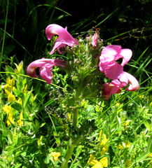 Pedicularis gyroflexa