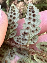 Polystichum manmeiense
