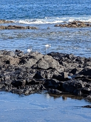 Egretta garzetta