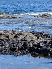Egretta garzetta