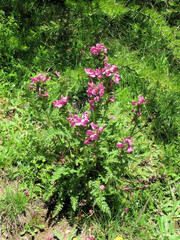 Pedicularis gyroflexa