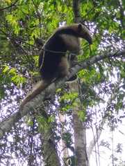 Tamandua tetradactyla