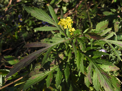 Patrinia scabiosifolia
