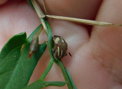 Sternuchopsis karelinii
