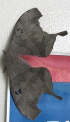 Dysdaemonia brasiliensis