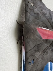 Dysdaemonia brasiliensis