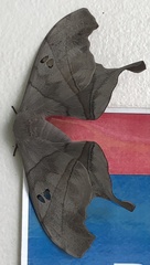 Dysdaemonia brasiliensis