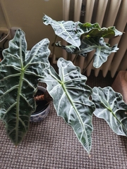 Alocasia amazonica