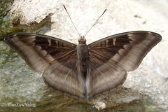 Auzakia danava danava