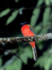 Harpactes duvaucelii