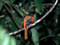 Harpactes duvaucelii