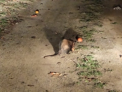 Didelphis aurita