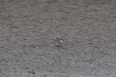 Charadrius placidus