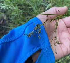Juncus pauciflorus