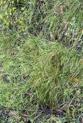 Juncus pauciflorus