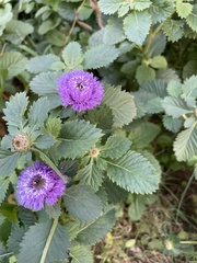 Centratherum punctatum