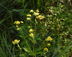 Patrinia scabiosifolia