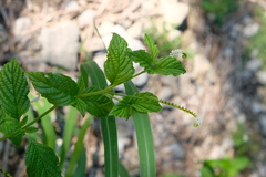 Heliotropium angiospermum