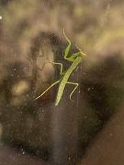 Orthodera