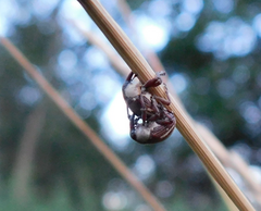 Sternuchopsis karelinii