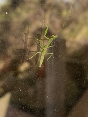 Orthodera