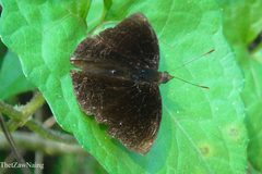 Rohana tonkiniana