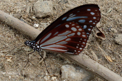 Parantica