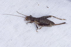 Arachnocephalus vestitus