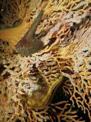 Pteriidae