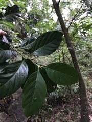 Aidia cochinchinensis