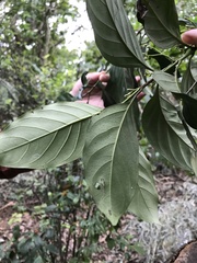 Aidia cochinchinensis