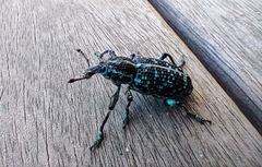 Chrysolopus spectabilis