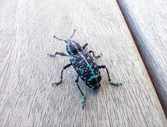 Chrysolopus spectabilis