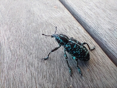 Chrysolopus spectabilis