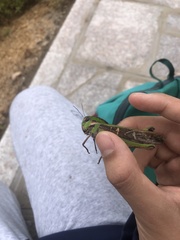 Gastrimargus marmoratus