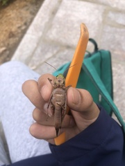 Gastrimargus marmoratus