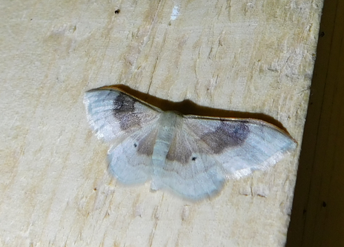 Portland Ribbon Wave, Domaszék, 6781 Hungary, photo 7 of 10