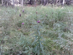 Cirsium serratuloides