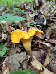 Cantharellus flavolateritius