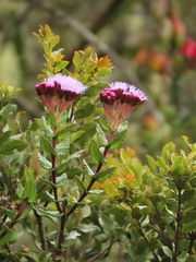 Aristeguietia uribei