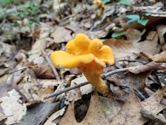 Cantharellus flavolateritius