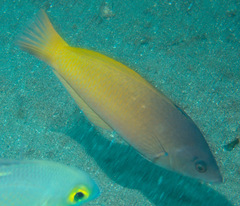 Halichoeres prosopeion