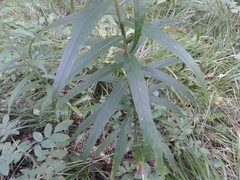 Cirsium serratuloides