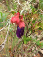 Brachyotum strigosum