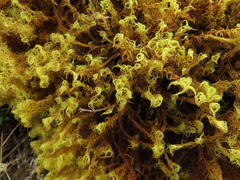 Leptodontium