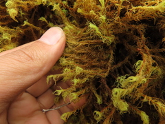 Leptodontium