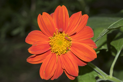 Tithonia rotundifolia