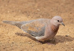 Streptopelia senegalensis senegalensis