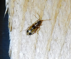 Notoxus monoceros